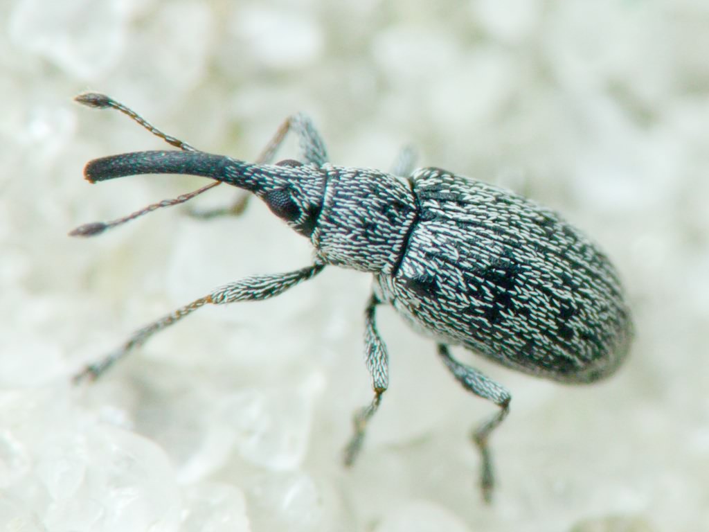 Squamapion elongatum (Germar, 1817)